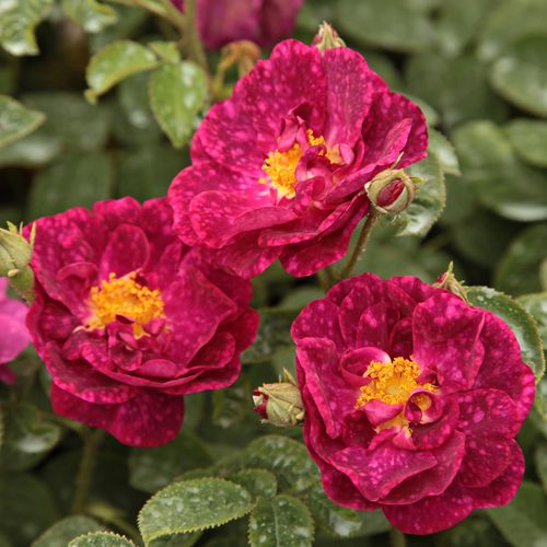 Shop - Rosa Alain Blanchard - rosa - gallica rosen - stark duftend - Coquerel - Sie blüht nur einmal, jedoch kann dieser attraktive Busch ein dekoratives Element unseres Gartens werden.